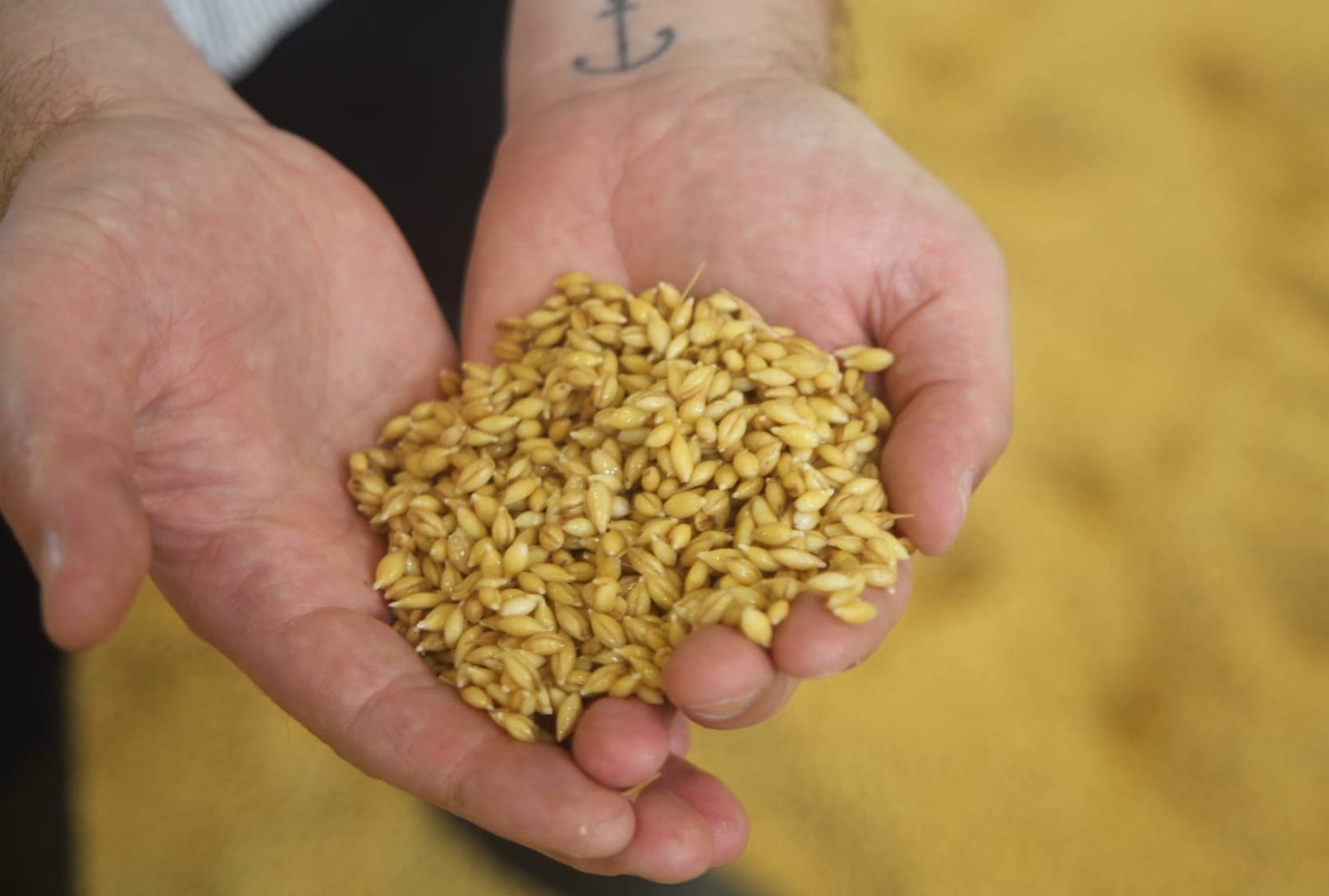 Two hands holding a small amount of malted barley